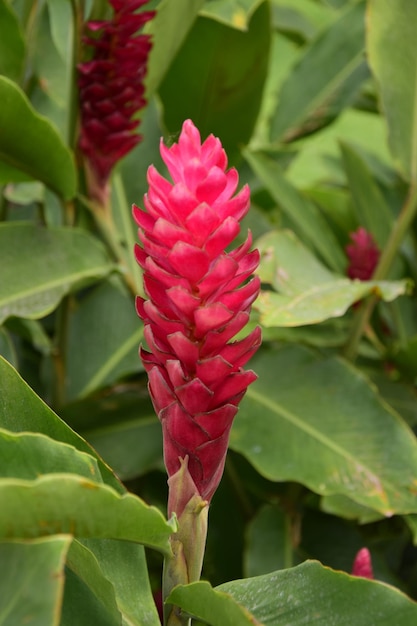 Eine rote Blume in grünen Blättern Guayaquil