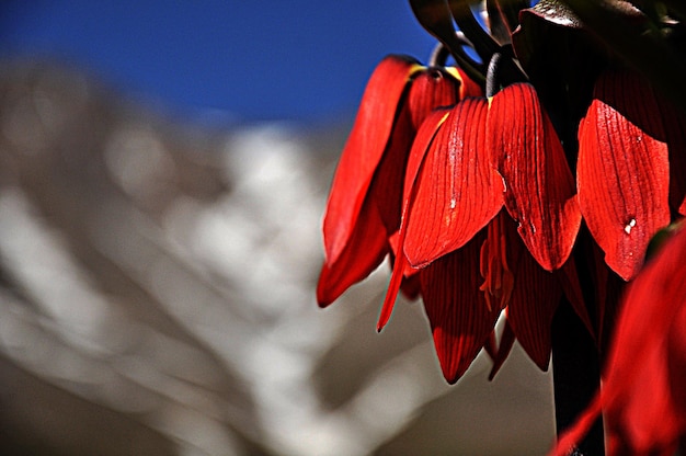 Eine rote Blume mit dem Schnee auf der Spitze