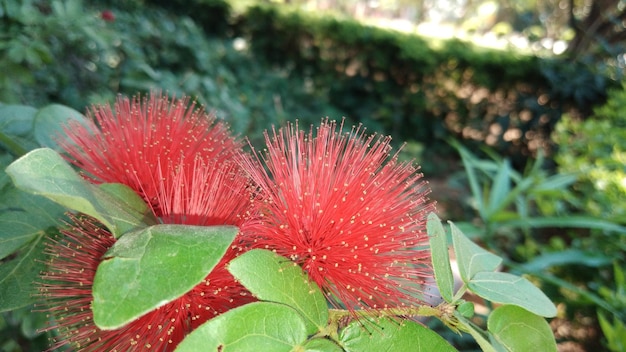 Eine rote Blume mit dem Wort Granatapfel darauf