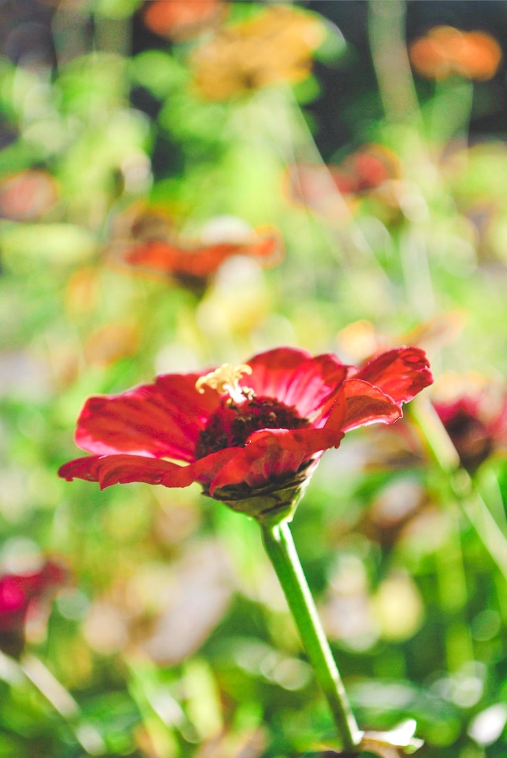 Foto eine rote blume mit der zahl 3 darauf