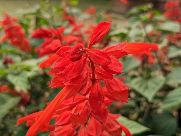 Eine rote Blume mit einem Blatt, auf dem "Ich liebe dich" steht