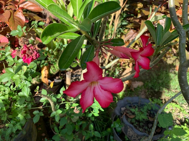 Eine rote Blume mit einem grünen Blatt, auf dem „Hibiskus“ steht.