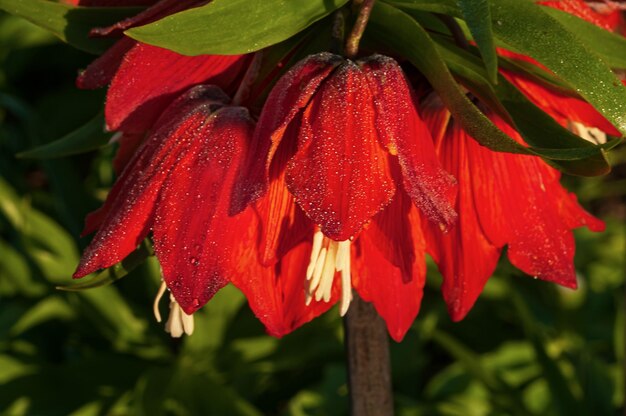 Eine rote Blume mit Tau darauf