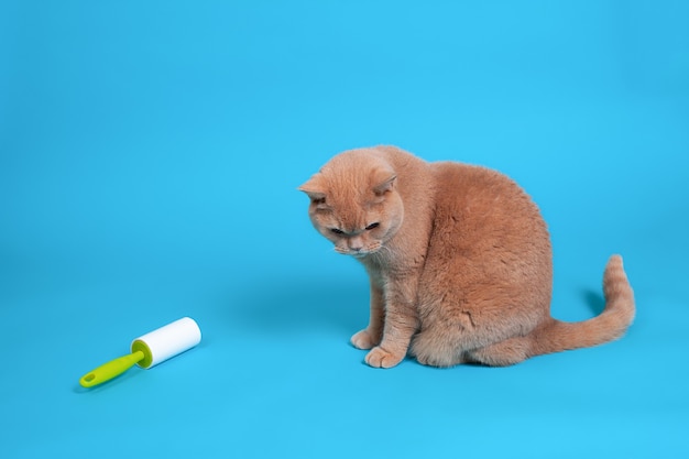 Eine rote britische Katze sitzt in der Nähe einer klebrigen Walze, um Kleidung von Wollhaarschmutz und Schmutz zu reinigen