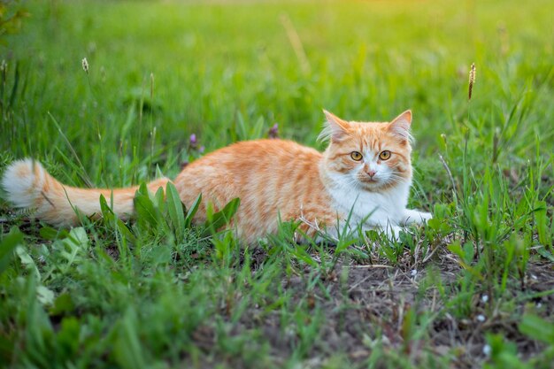 Eine rote flauschige Katze liegt im grünen Gras und geht mit Haustieren spazieren