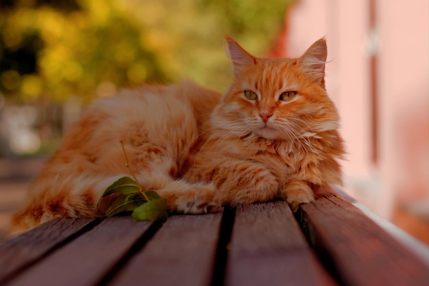 Eine rote, flauschige Straßenkatze in einem Herbstpark auf einer Bank sonnt sich im spärlichen Sonnenlicht des ausgehenden Sommers