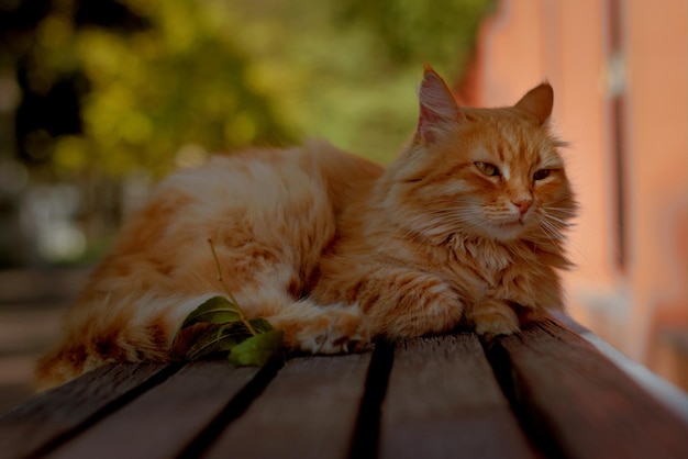 Eine rote, flauschige Straßenkatze in einem Herbstpark auf einer Bank sonnt sich im spärlichen Sonnenlicht des ausgehenden Sommers