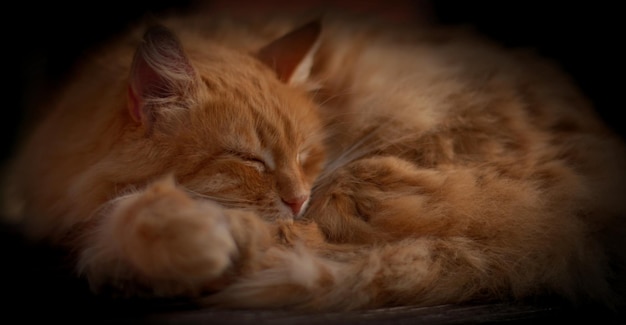 Eine rote, flauschige streunende Katze in einem Herbstpark auf einer Bank sonnt sich in den Strahlen des ausgehenden Sommers mit selektivem Fokus, unscharfem Hintergrund Bokeh