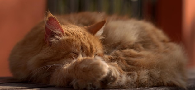 Eine rote, flauschige streunende Katze in einem Herbstpark auf einer Bank sonnt sich in den Strahlen des ausgehenden Sommers mit selektivem Fokus, unscharfem Hintergrund Bokeh