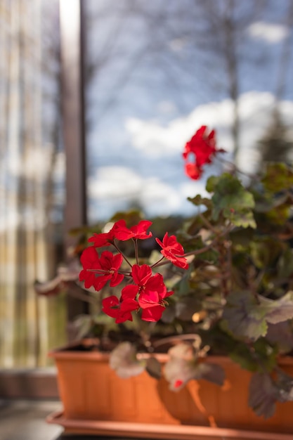 Eine rote Geranie, die in einem Blumenkasten vor der Fensterbank des Innenhofs blüht Weicher Fokus