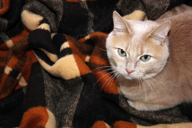 Eine rote Katze auf einer warmen karierten Decke. Der Herbst ist gekommen. Der Winter ist gekommen. Kühlung im Naturkonzept. Haustiere halten. Gemütlichkeits- und Komfortidee.