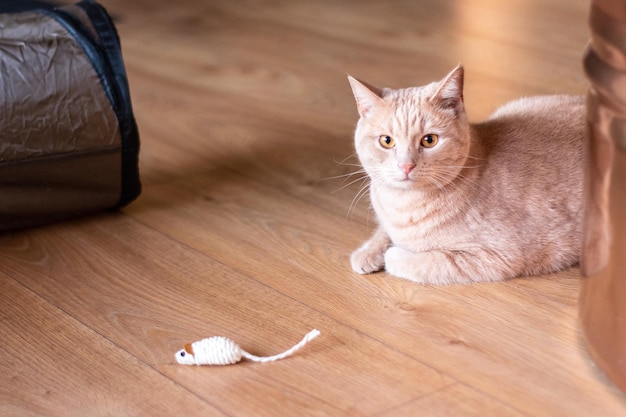 Eine rote Katze, die auf dem Boden liegt und mit einer künstlichen Maus spielt