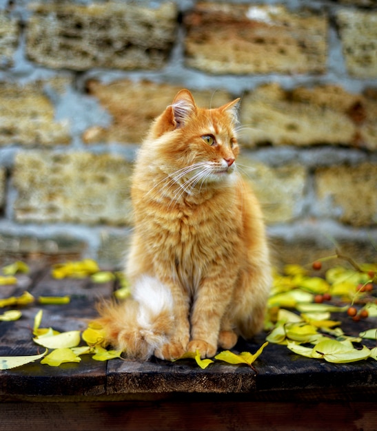 Eine rote Katze, die auf einer Holzoberfläche unter gelben Blättern sitzt