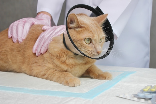 Eine rote Katze in einem schützenden Halsband. Untersuchung und Behandlung von Haustieren. Das Konzept der Medizin für Haustiere.