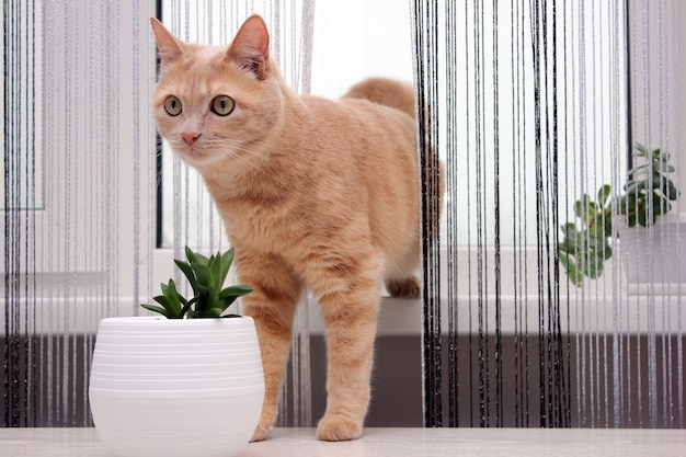 Eine rote Katze macht sich auf den Weg von der Fensterbank durch den Fadenvorhang