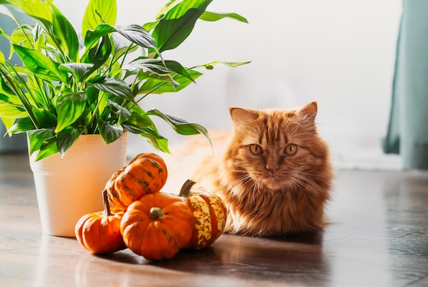 Eine rote Katze mit einem orangefarbenen Kürbisse Halloween-Party-Konzept