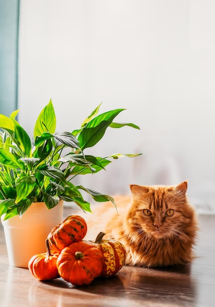 Eine rote Katze mit einem orangefarbenen Kürbisse Halloween-Party-Konzept