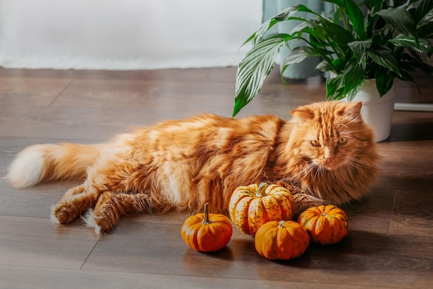 Eine rote Katze mit einem orangefarbenen Kürbisse Halloween-Party-Konzept