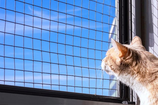 Eine rote Katze schaut aus einem Fenster mit Gitter auf dem Balkon Animal Safety Pet