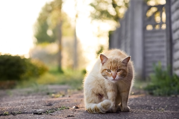 Eine rote Katze sitzt geduckt auf dem Asphalt und schaut in die Kamera