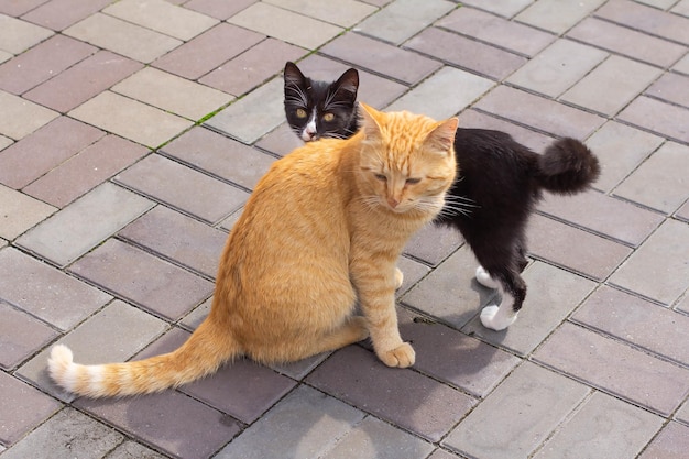 Eine rote Katze und eine schwarze Katze im Hof