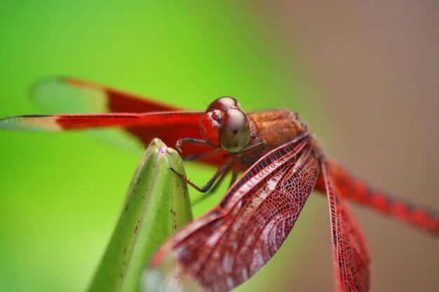 Eine rote Libelle mit einem roten Gesicht und dem Wort "s" darauf.