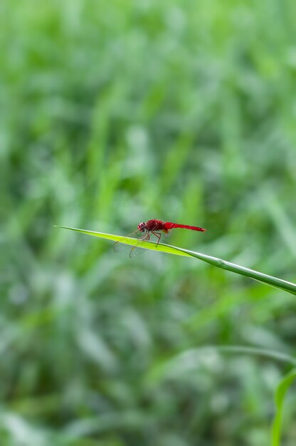 Eine rote Libelle ruht auf einem grünen Blatt im Grünland