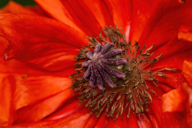 Eine rote Mohnblume Close up Fotografie