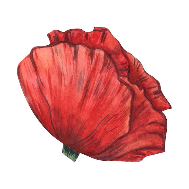 Eine rote Mohnblume, die in Aquarell gemalt wurde, isoliert auf weißem Hintergrund