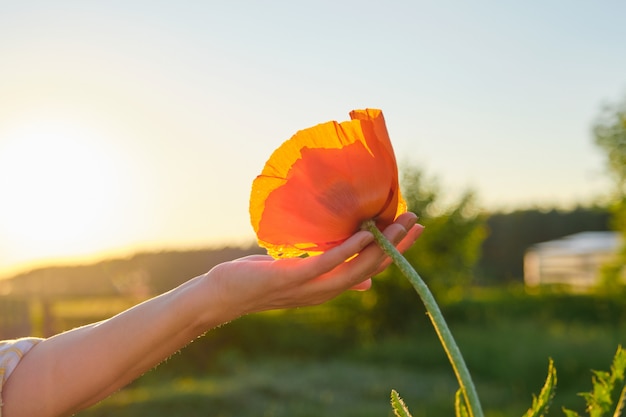 Eine rote Mohnblume in der Frauenhand