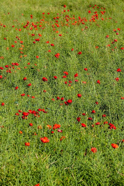 Eine rote Mohnblume in der Frühjahrssaison eine schöne rote Mohnblume auf dem Feld im Frühjahr während der Blüte