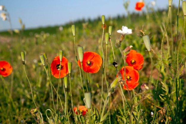 Eine rote Mohnblume in der Frühjahrssaison