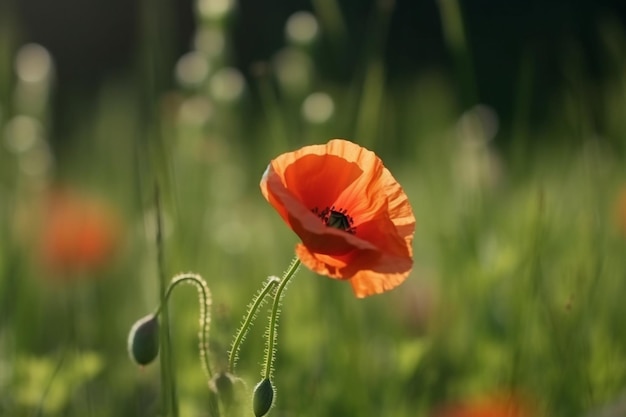 Eine rote Mohnblume in einem Grasfeld