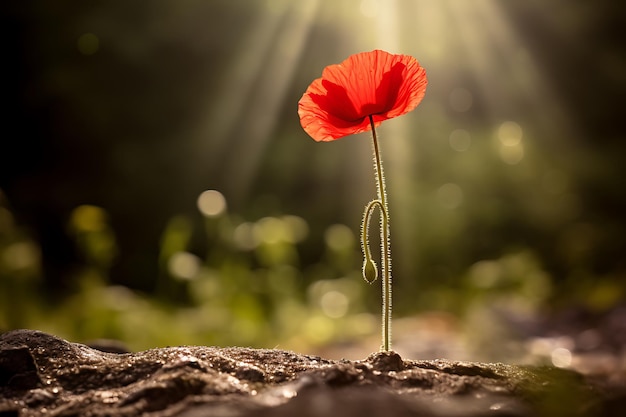 Eine rote Mohnblume