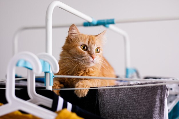 Eine rote Pelzkatze liegt mit sauberer Kleidung auf einem Wäschetrockner. Kätzchen spielen, jagen, starren aufmerksam.