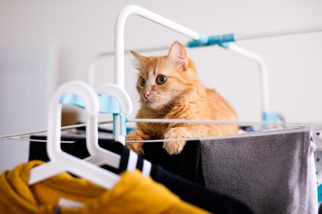 Eine rote Pelzkatze liegt mit sauberer Kleidung auf einem Wäschetrockner. Kätzchen spielen, jagen, starren aufmerksam.