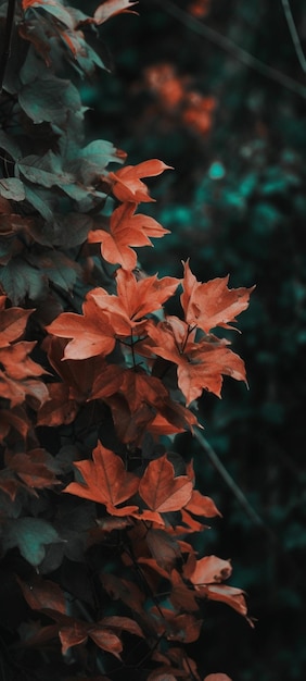 Eine rote Pflanze mit grünen Blättern