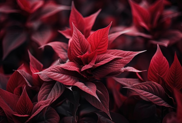 eine rote Pflanze mit vielen farbigen Blättern im Frühling im Stil dunkler Bronze und