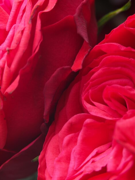 Eine rote Rose in einer Vase mit dem Wort Rose darauf.