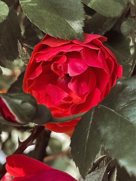 Eine rote Rose mit roter Mitte