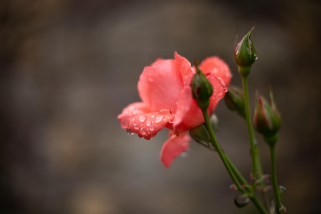 eine rote Rose mit Wassertropfen darauf