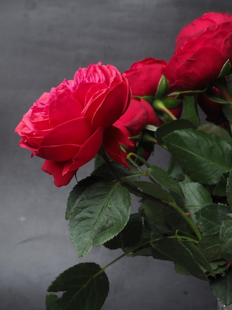 Eine rote Rose steht in einer Vase mit grünen Blättern.