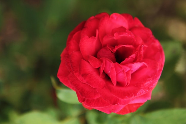 Eine rote Rose versteckt sich im Schatten der Bäume des Botanischen Gartens