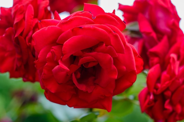 Eine rote Rosenblüte blüht im Garten vor dem Hintergrund roter Rosenblüten Rosen