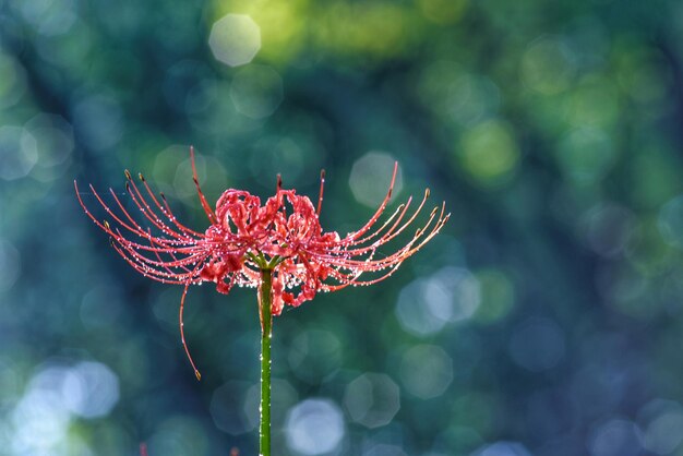 Foto eine rote spinnenlilie mit regentropfen