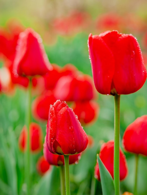 Eine rote Tulpe auf unscharfem Tulpenfeldhintergrund. Rote Blumen im Garten.