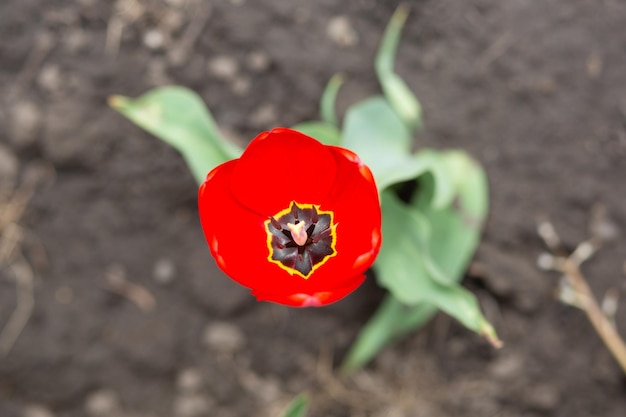 Eine rote Tulpe Foto Nahaufnahme geblüht Wächst in der Natur im Garten auf der Straße