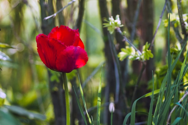 Eine rote Tulpe in einem Dickicht von Büschen. Nahansicht.