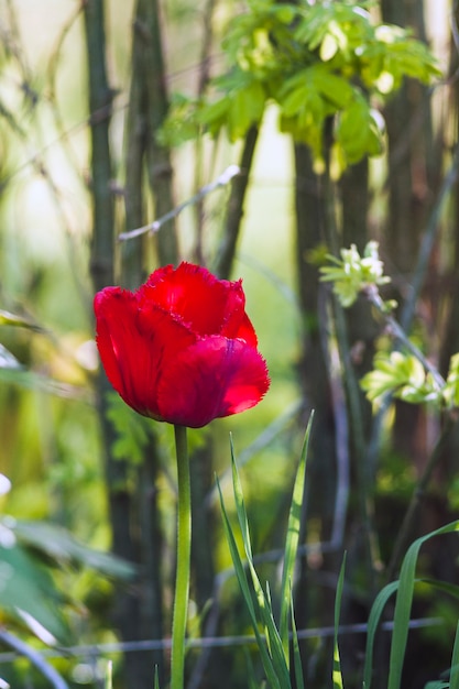 Eine rote Tulpe in einem Dickicht von Büschen. Nahansicht.