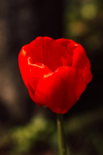 Eine rote Tulpe vor dem Hintergrund des grünen Grases im Frühjahr